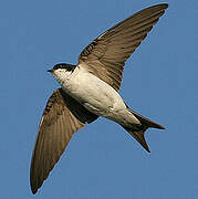 Western House Martin