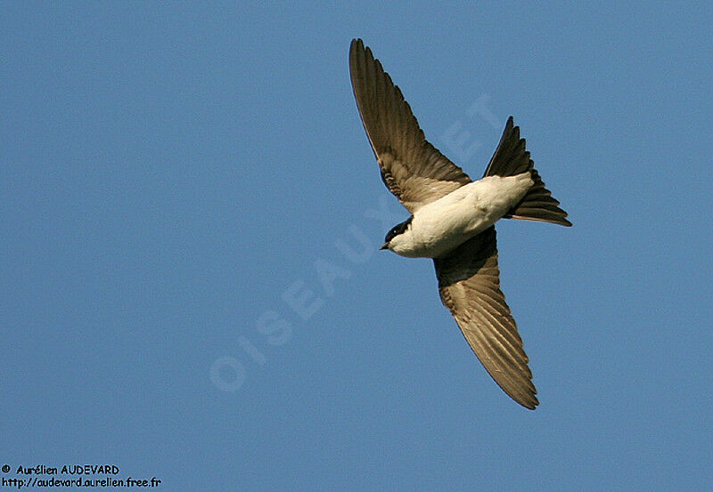 Common House Martin