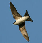 Western House Martin