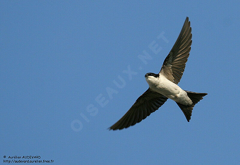 Western House Martin