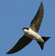 Common House Martin