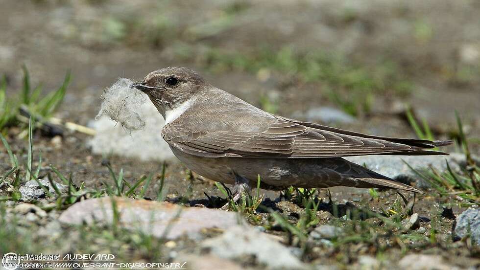 Eurasian Crag Martin