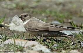 Eurasian Crag Martin