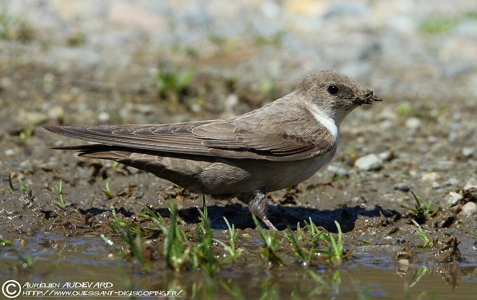 Eurasian Crag Martinadult breeding, Reproduction-nesting, Behaviour