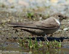 Eurasian Crag Martin