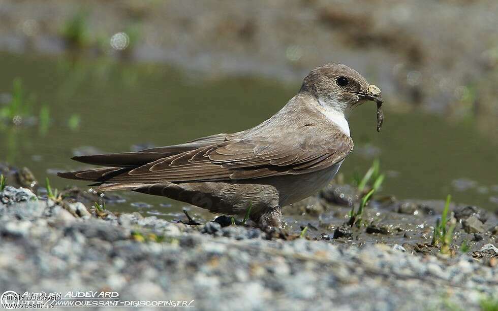 Eurasian Crag Martinadult, Reproduction-nesting