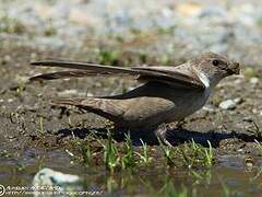 Eurasian Crag Martin