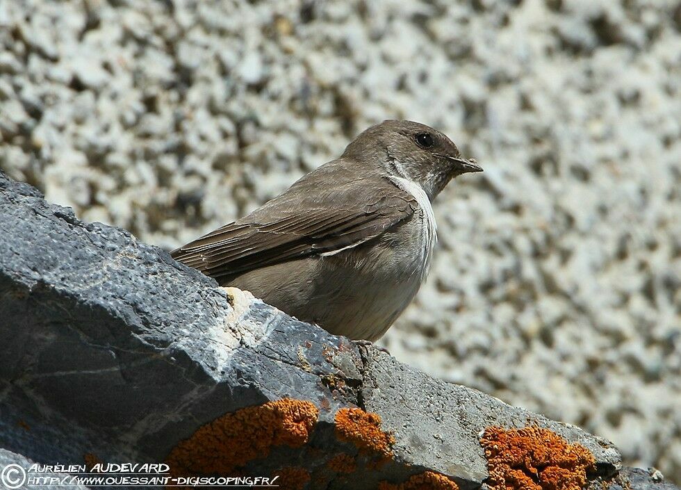 Eurasian Crag Martinadult breeding