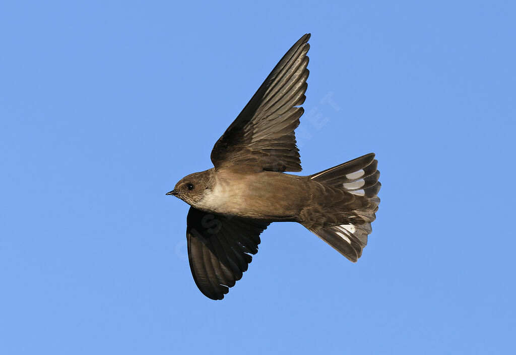 Hirondelle de rochers