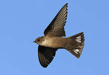 Hirondelle de rochers