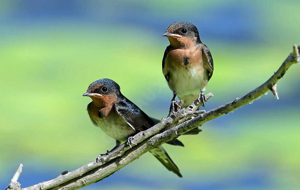 Welcome Swallowjuvenile, identification