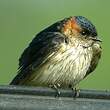 Hirondelle rousseline