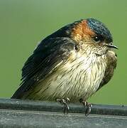 Red-rumped Swallow