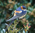 Hirondelle rousseline
