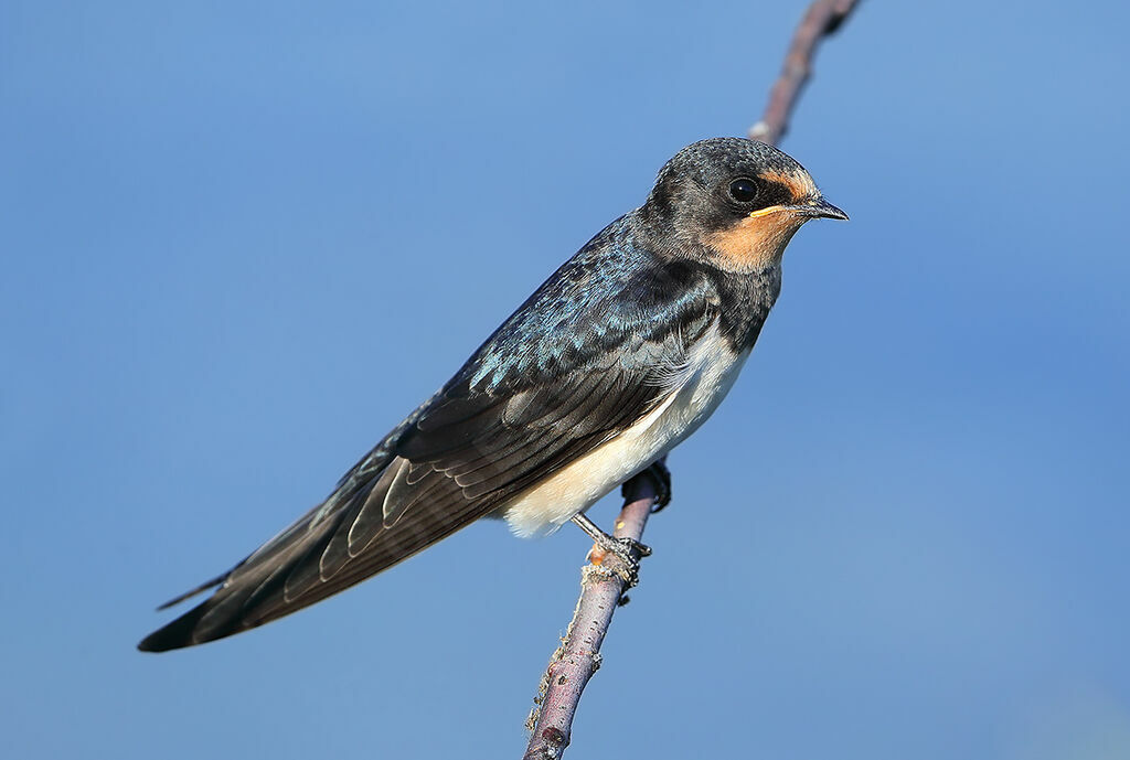 Hirondelle rustique1ère année, identification