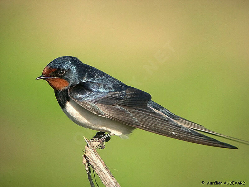 Barn Swallow