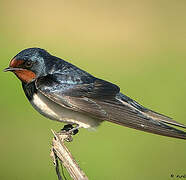 Barn Swallow