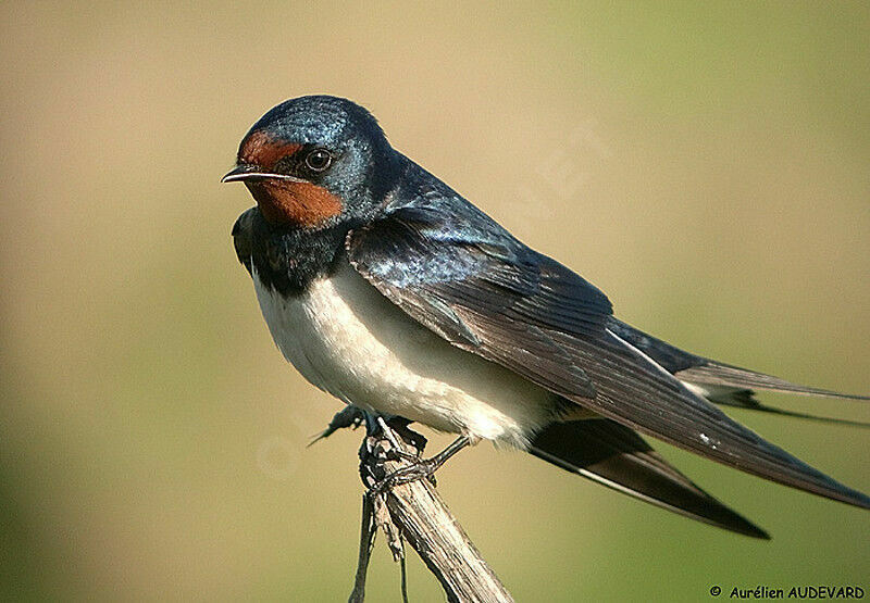 Barn Swallow