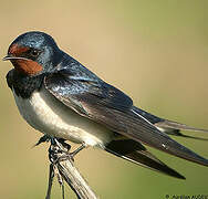 Barn Swallow