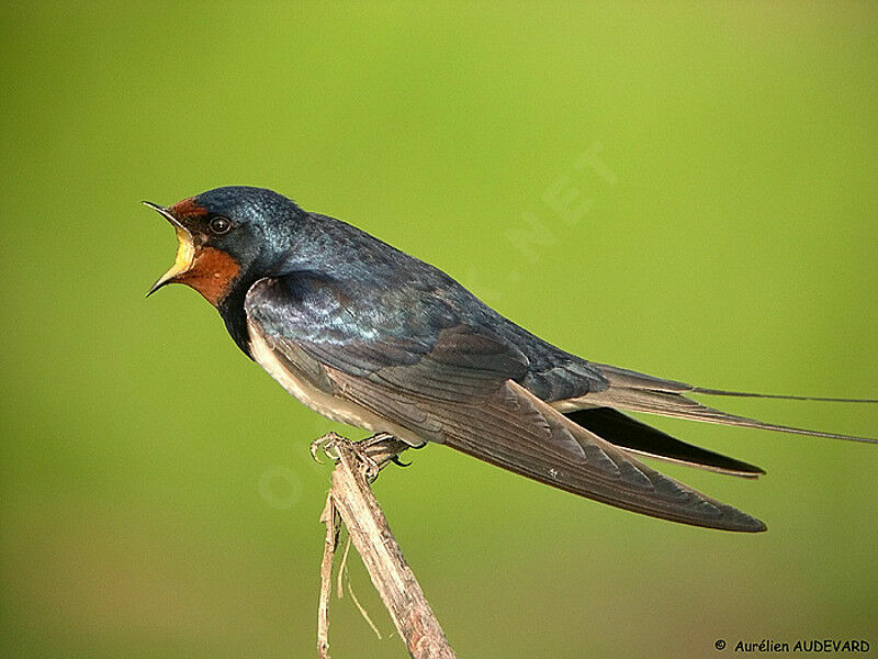 Barn Swallow