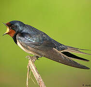 Barn Swallow