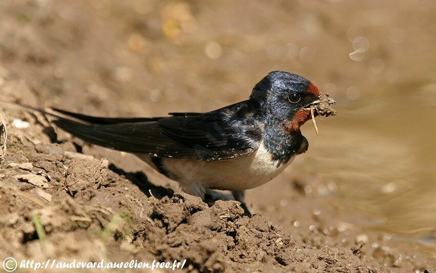 Barn Swallow, Reproduction-nesting