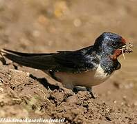 Barn Swallow