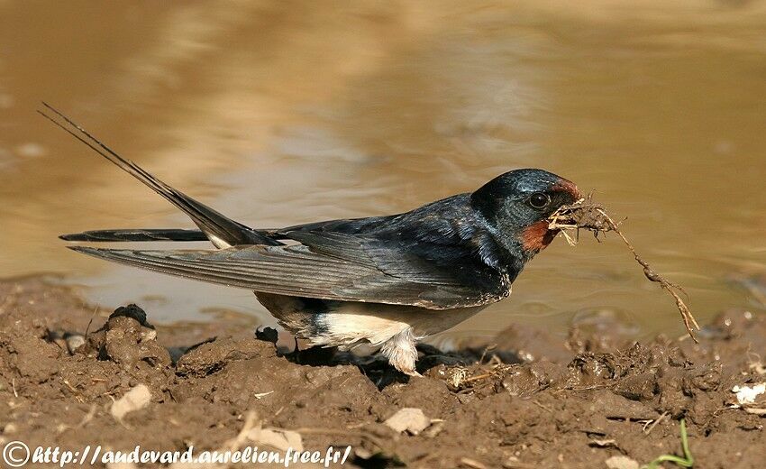 Barn Swallow