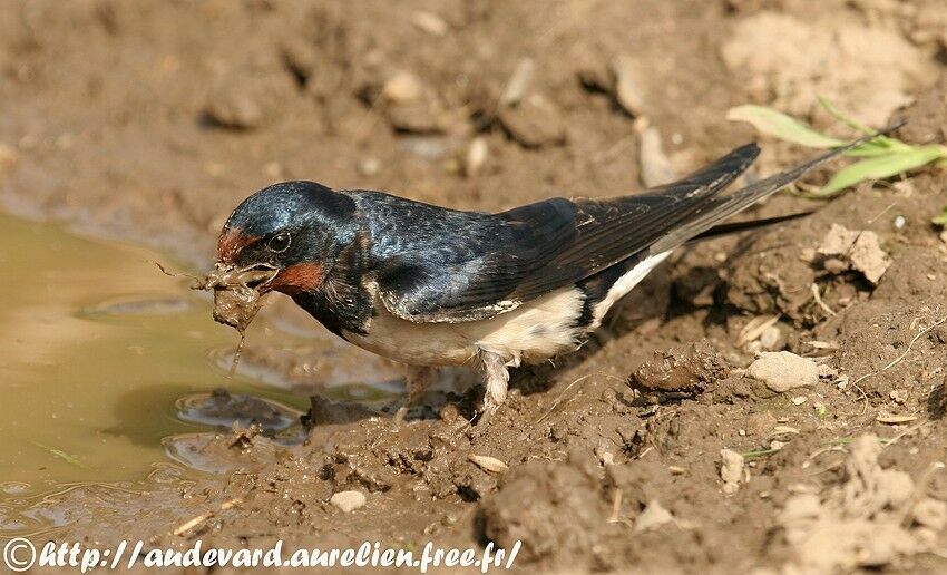 Barn Swallow