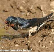 Barn Swallow