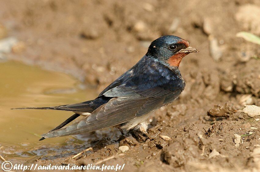 Barn Swallow