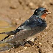 Barn Swallow