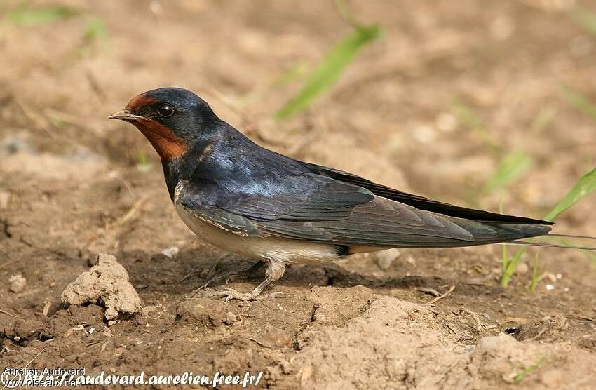 Barn Swallowadult breeding