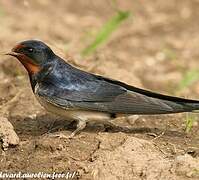 Barn Swallow