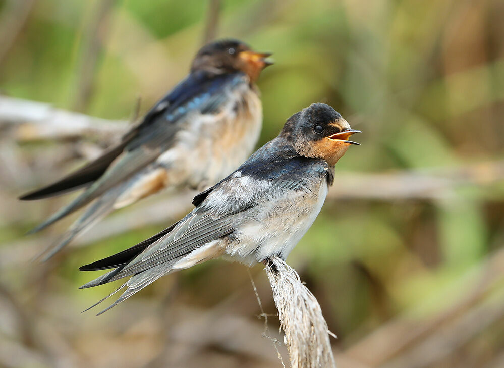 Hirondelle rustique1ère année, identification