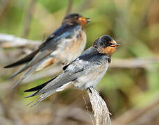 Barn Swallow