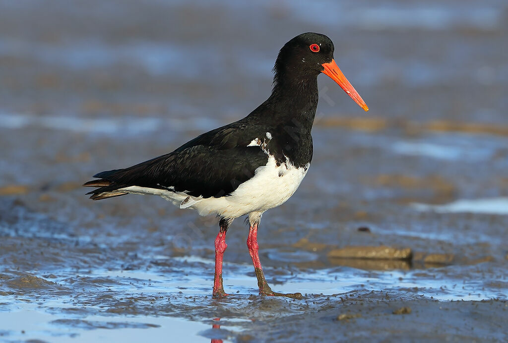 Pied Oystercatcher, identification