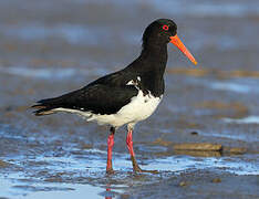 Pied Oystercatcher