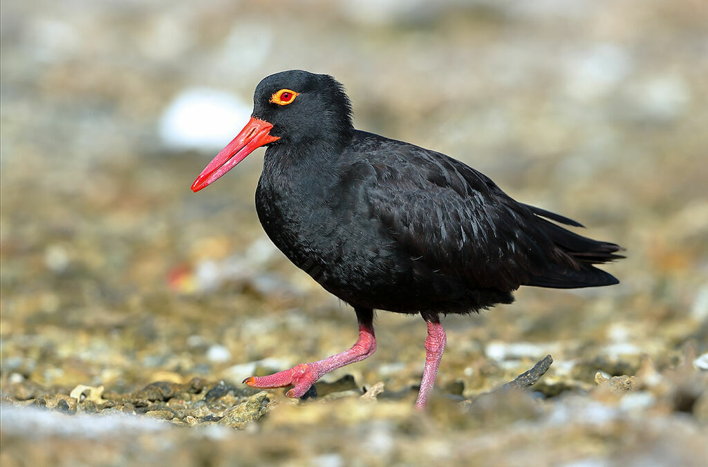 Huîtrier fuligineuxadulte, identification