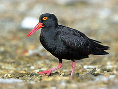 Sooty Oystercatcher