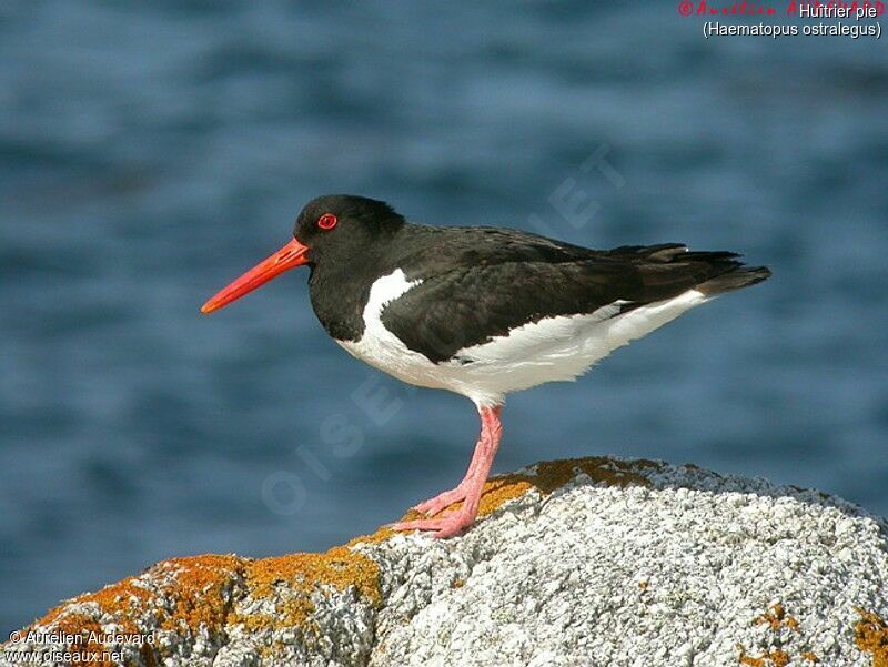 Eurasian Oystercatcher