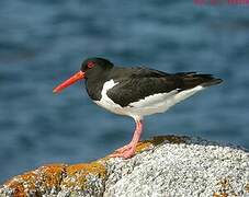 Eurasian Oystercatcher