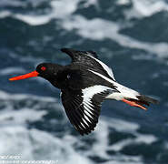 Eurasian Oystercatcher