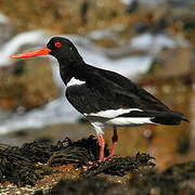 Eurasian Oystercatcher