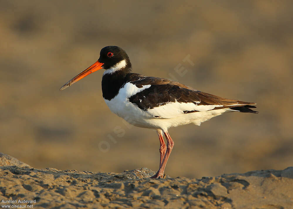 Eurasian Oystercatcheradult post breeding, identification