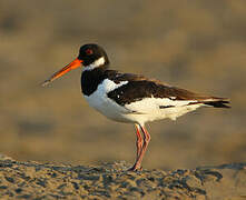 Eurasian Oystercatcher