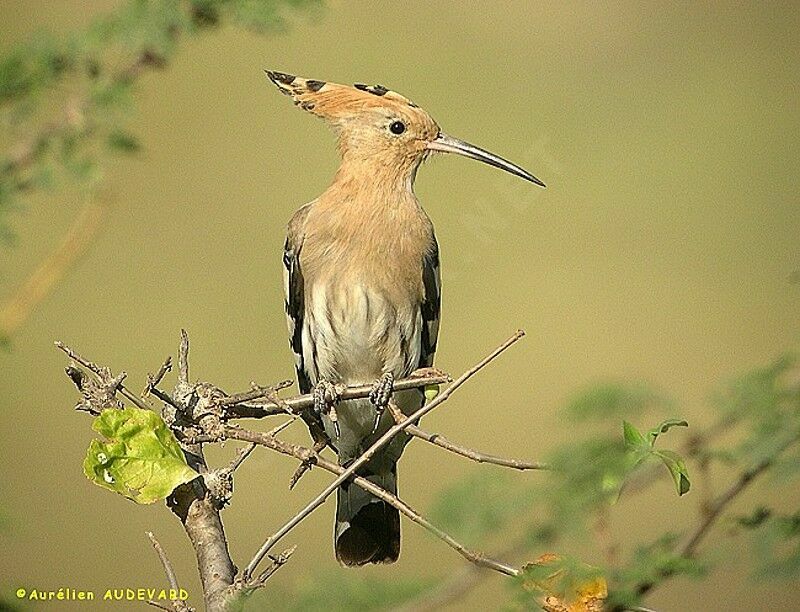 Eurasian Hoopoe