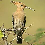 Eurasian Hoopoe