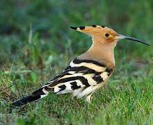 Eurasian Hoopoe