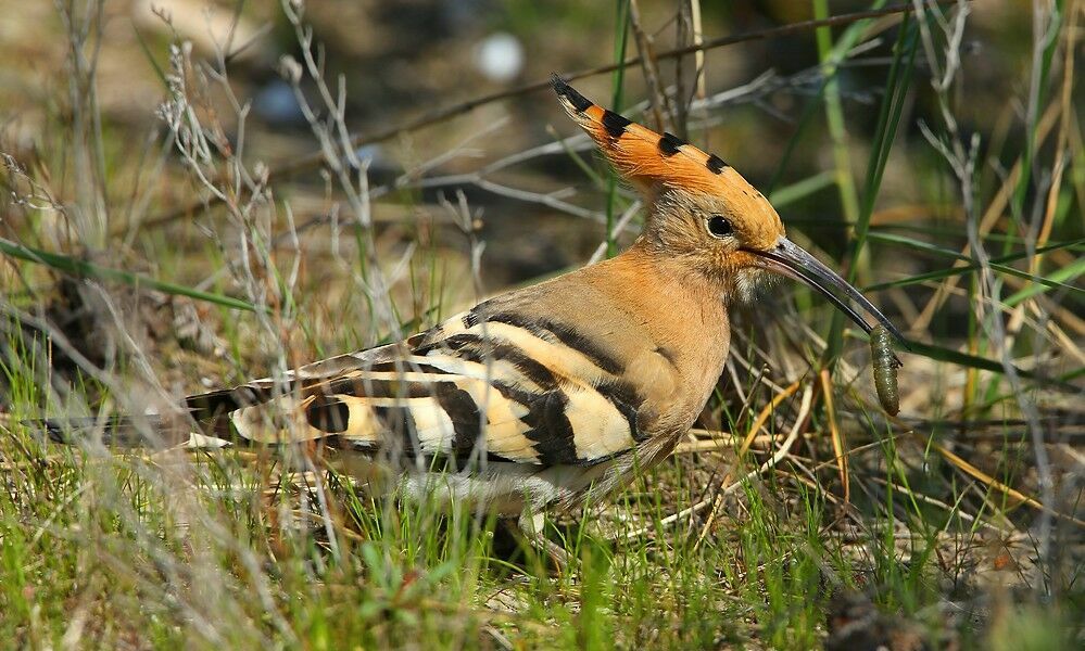 Eurasian Hoopoe